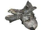 4.7" Tall, Tyrannosaur Cervical Vertebra - Two Medicine Formation - #130214-3